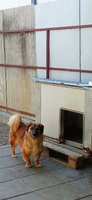 Adopter  chien : Louki
