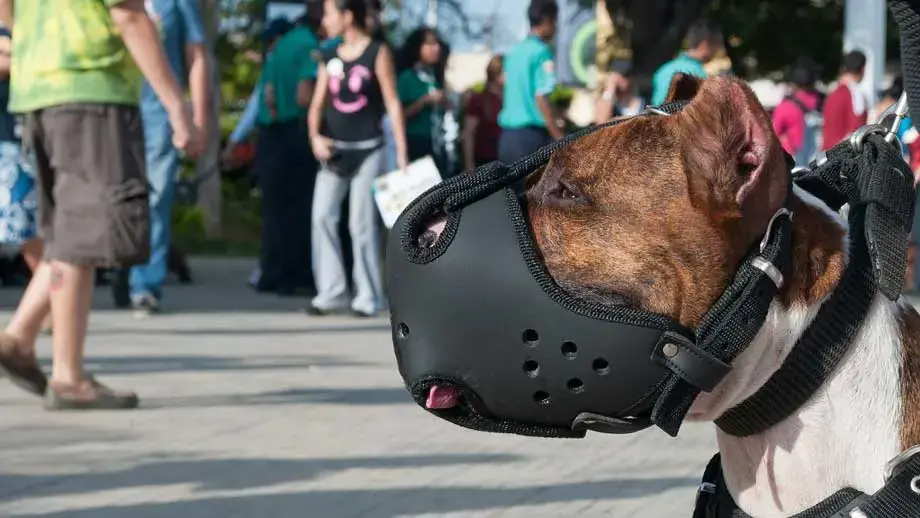 Chiens catégorisés : de quoi parle-t-on ?