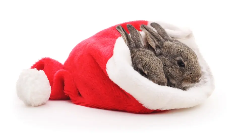 Noël : 4 bonnes raisons d’acheter des cadeaux à son animal de compagnie