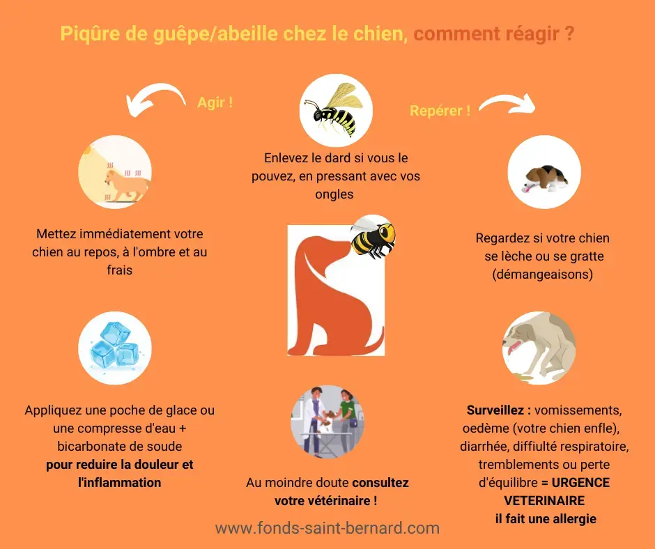 Mon animal a été piqué par une guêpe ou une abeille : que faire ?