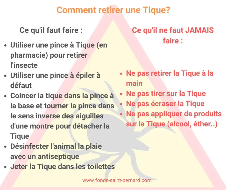 Comment protéger vos animaux des tiques ?