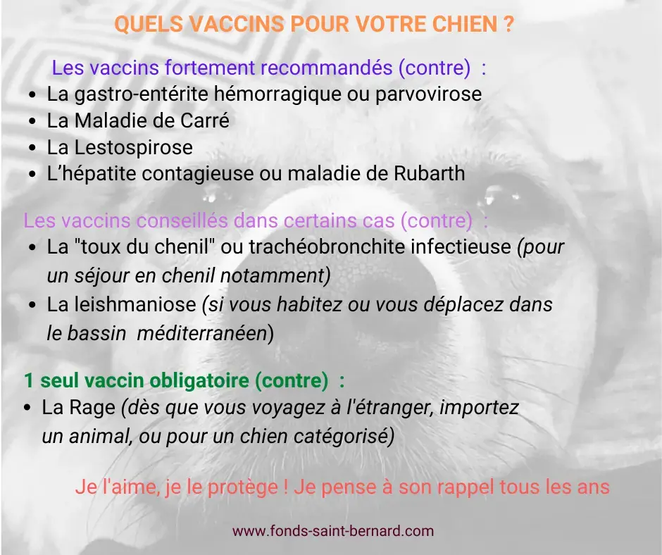 La vaccination chez le chien : contre quoi devons-nous le protéger ?