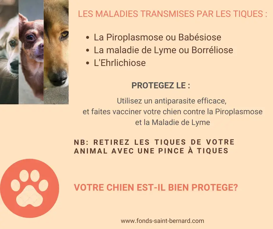 Vermifuger son chien ou son chat : Pourquoi, Quand, Comment ?