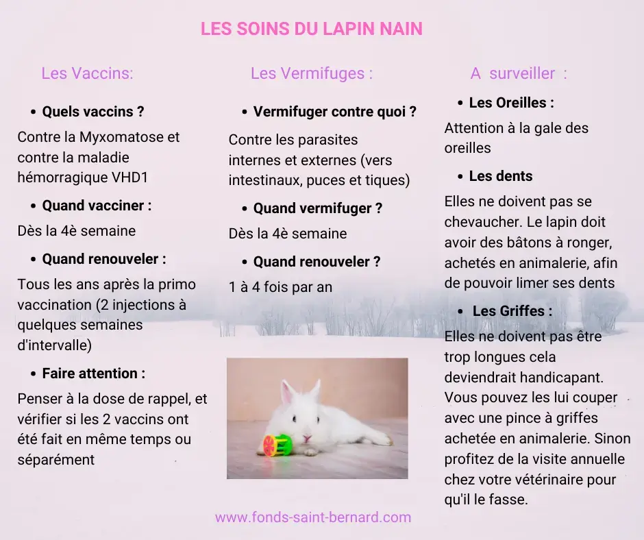 Pourquoi et quand vacciner son lapin ?