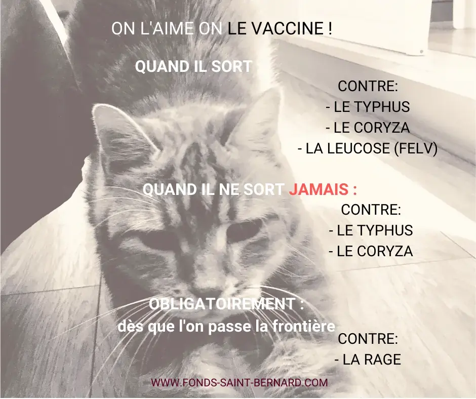 La vaccination du chat : contre quoi devons-nous le protéger ?