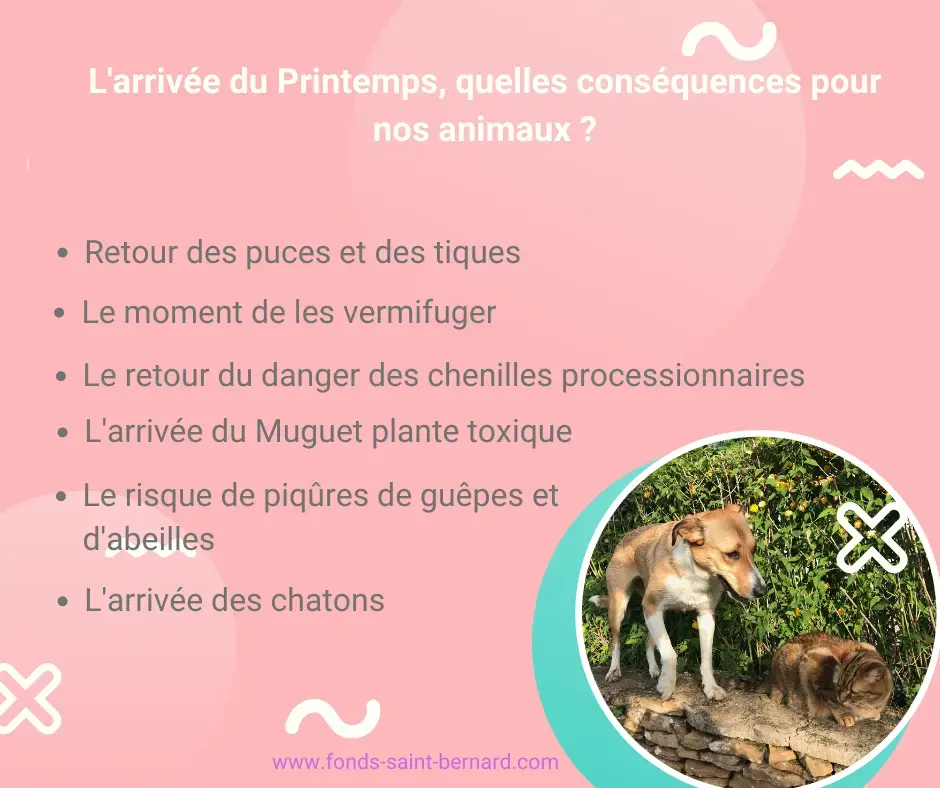 Le retour du Printemps, quelles conséquences pour nos animaux