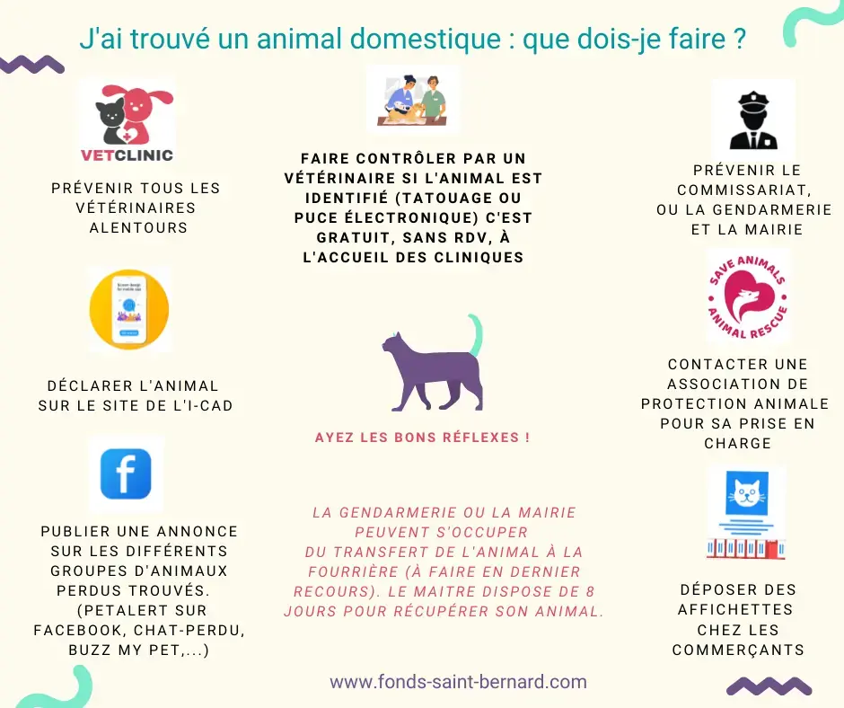 J’ai trouvé un animal domestique, avoir les bons réflexes