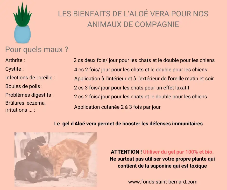 Les bienfaits de l’aloé Vera pour nos animaux de compagnie