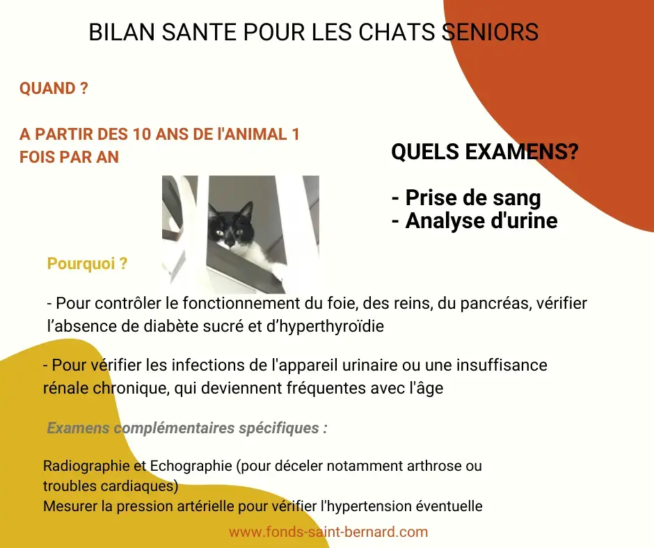 Bilan santé du chat senior