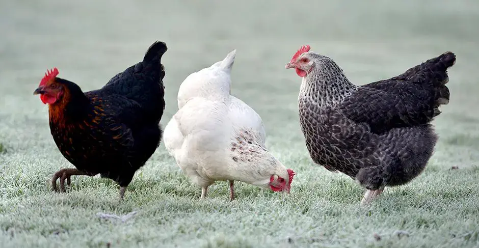 Comment prendre soin de ses poules en hiver ?
