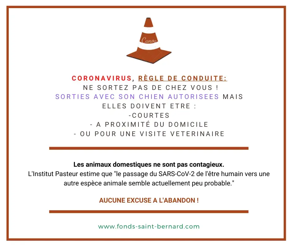 CORONAVIRUS : règles de conduite avec son animal