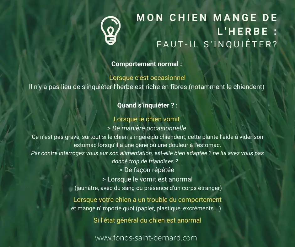 Pourquoi mon chien mange de l’herbe ?