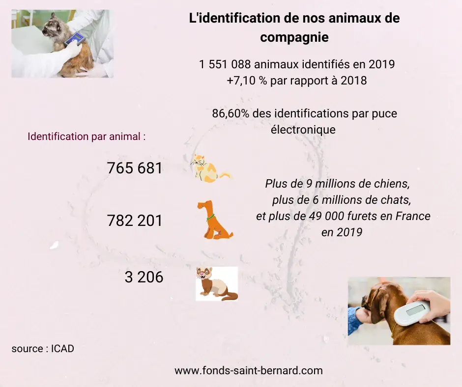 L’identification de nos animaux de compagnie