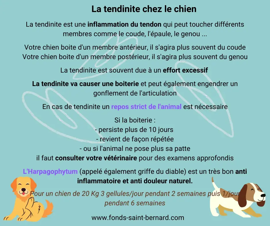 La tendinite chez le chien