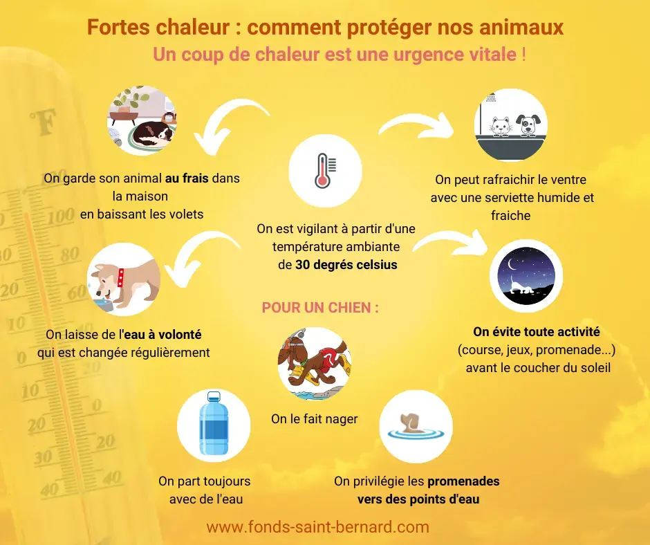 Protéger son animal de la chaleur 