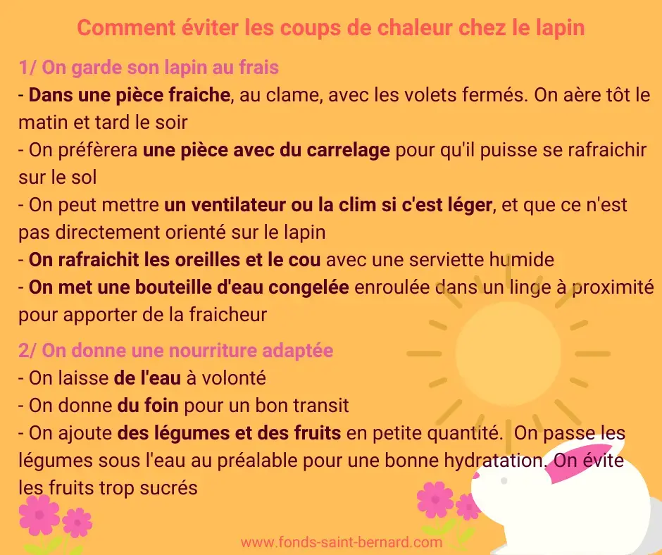 Lapin : Attention au coup de chaleur !