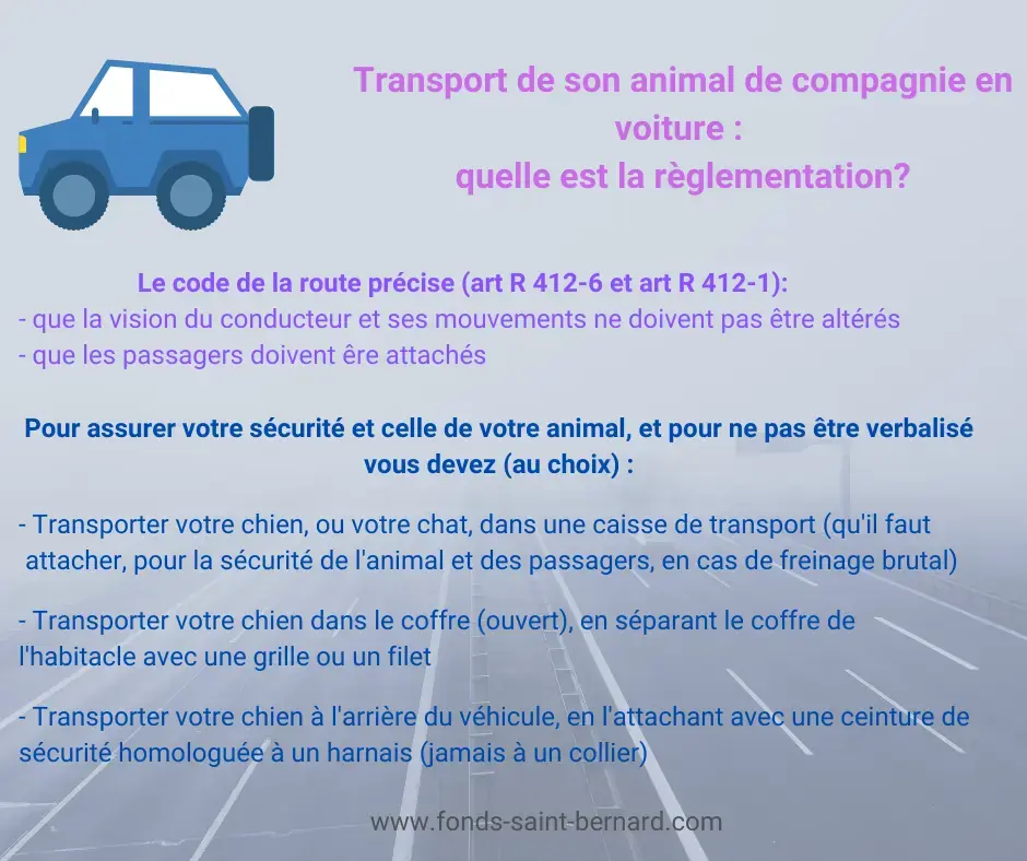 Le mal des transports chez les animaux de compagnie 