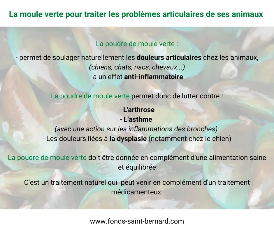 La moule verte contre les douleurs articulaires chez les animaux de compagnie