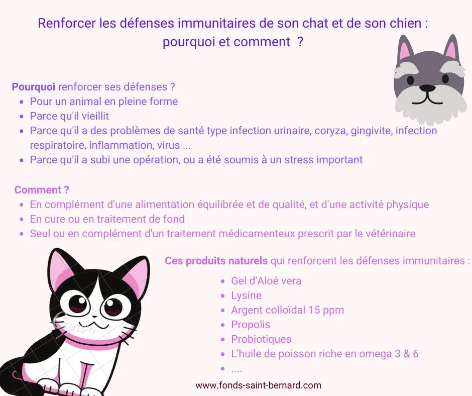 Renforcer les défenses immunitaires de son chat et de son chien : Pourquoi et Comment