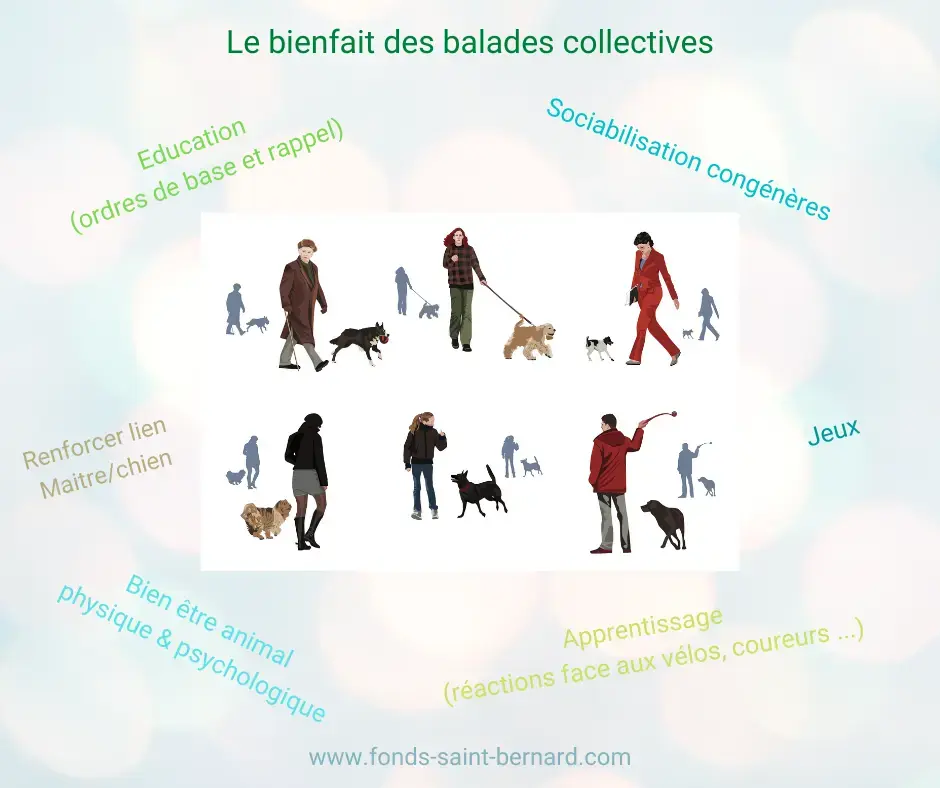 Pourquoi des balades collectives pour son chien et comment ça marche ?