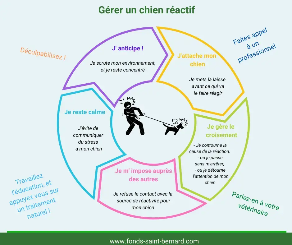 Mon chien est « réactif » : pourquoi et comment réagir ?