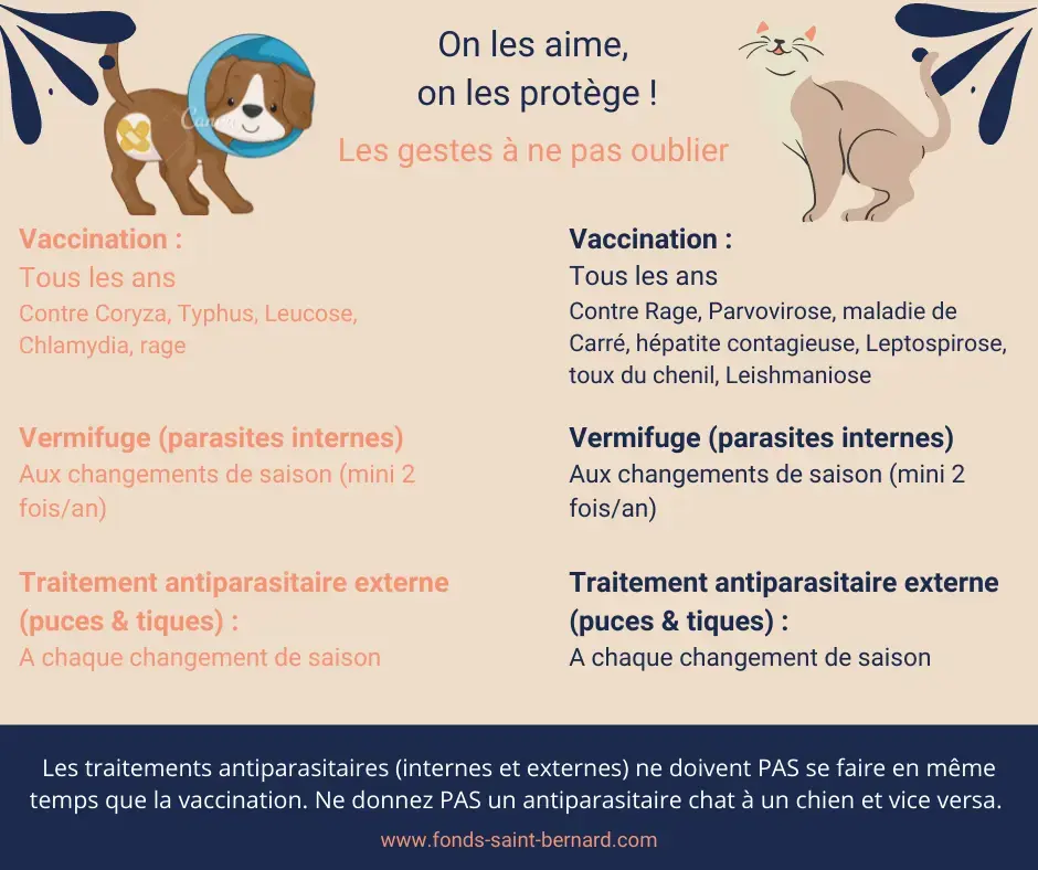 6 gestes essentiels pour protéger son chat ou son chien