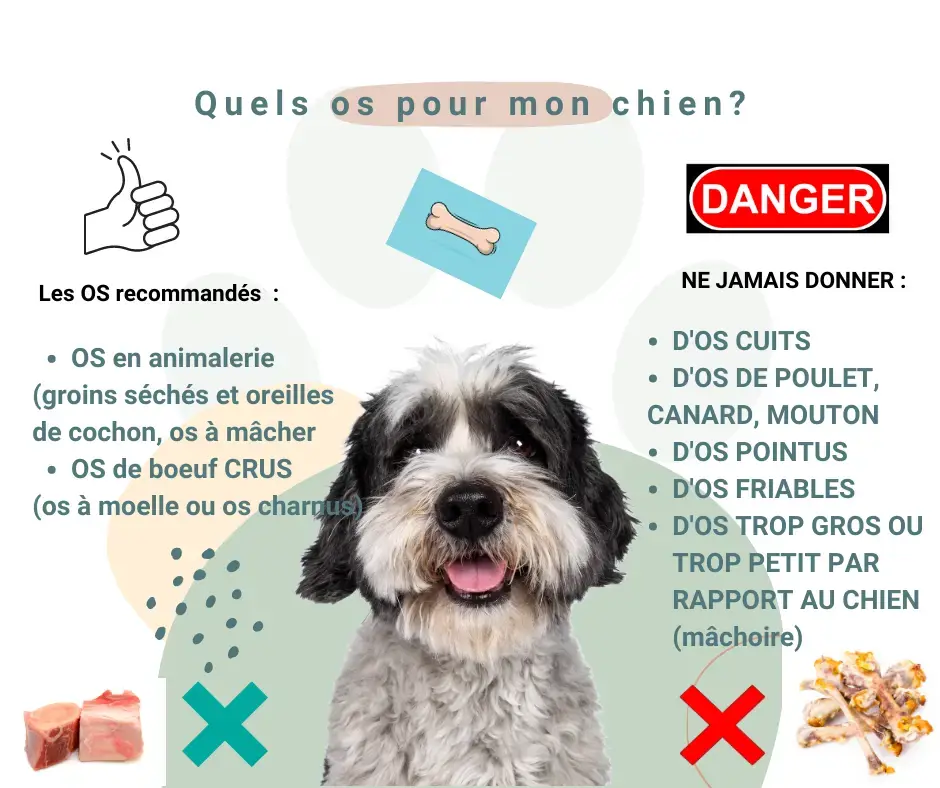 Quels os peut-on donner à son chien ?