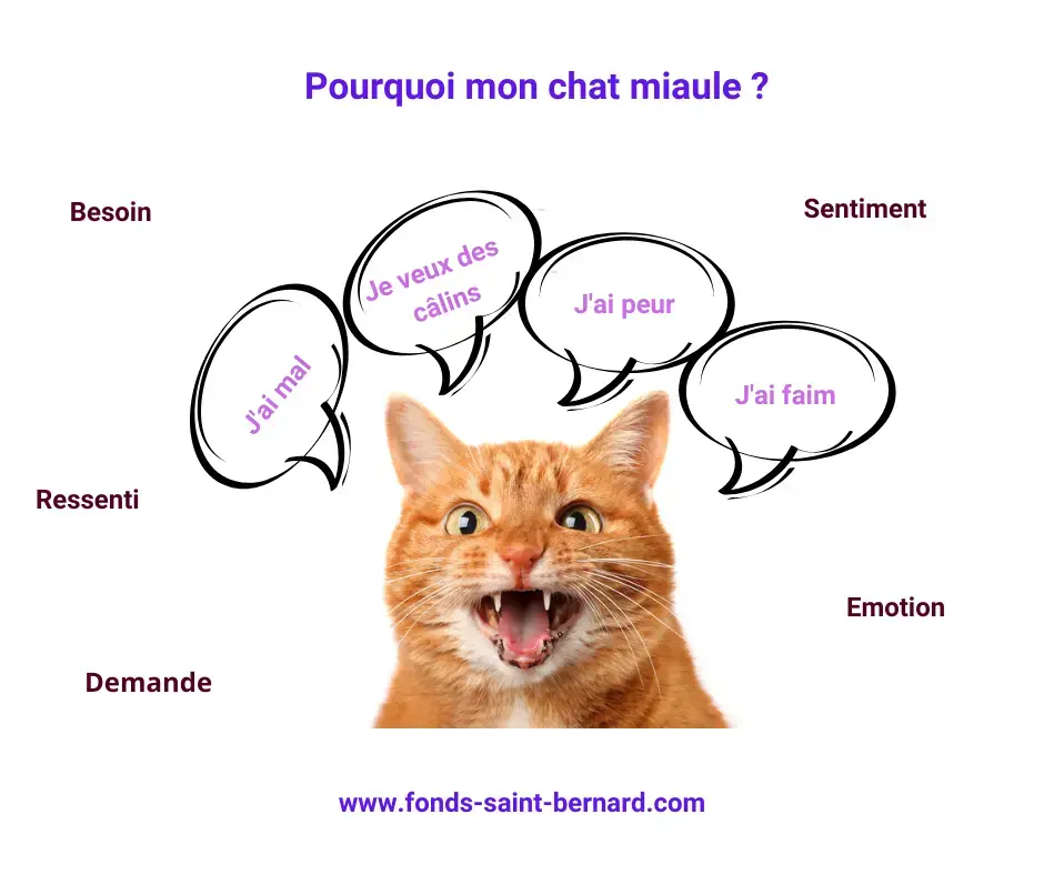 Pourquoi mon chat miaule ?