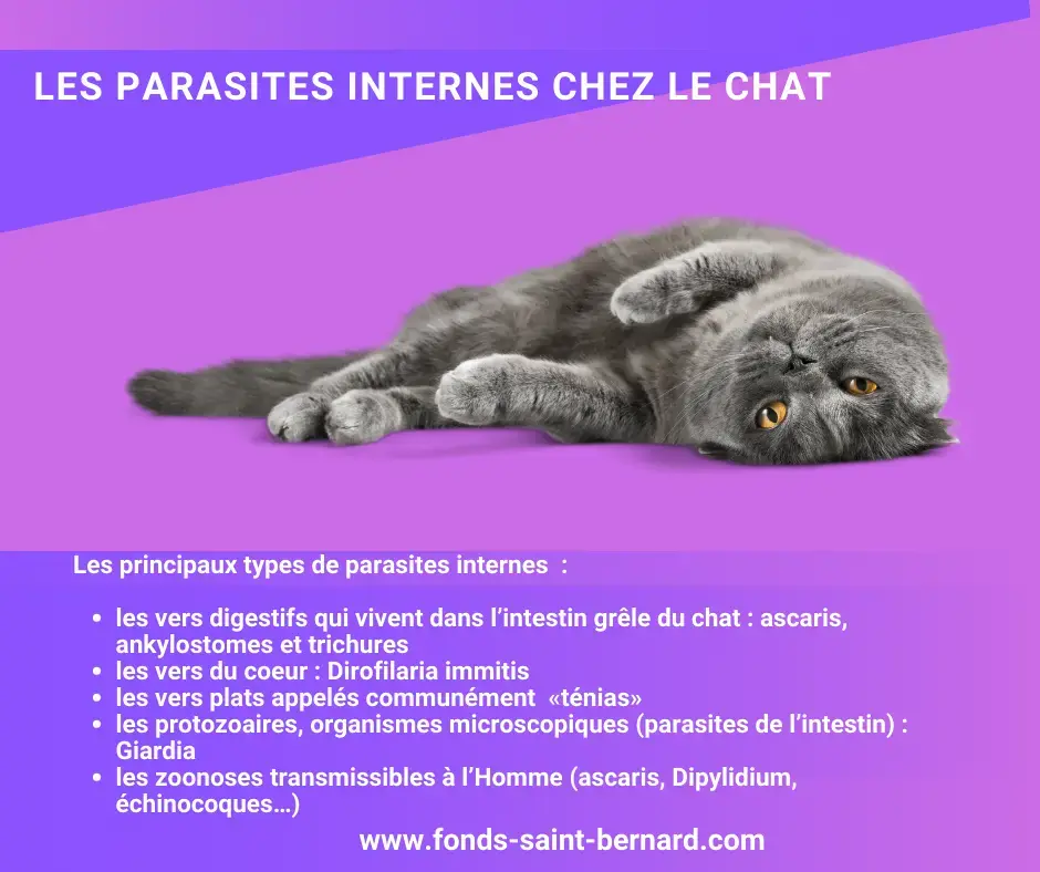 Vermifuger son chat pour éliminer les parasites internes !