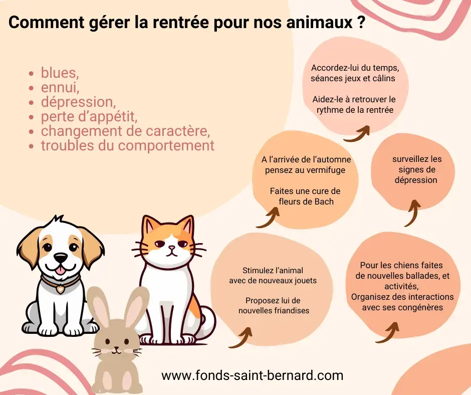Rentrée : quelles précautions prendre avec son chat ?