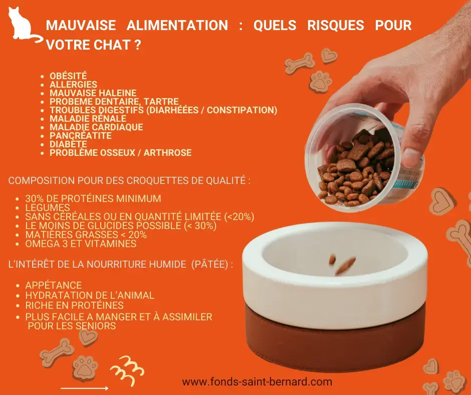 Quels sont les risques d’une mauvaise alimentation pour votre chat ?
