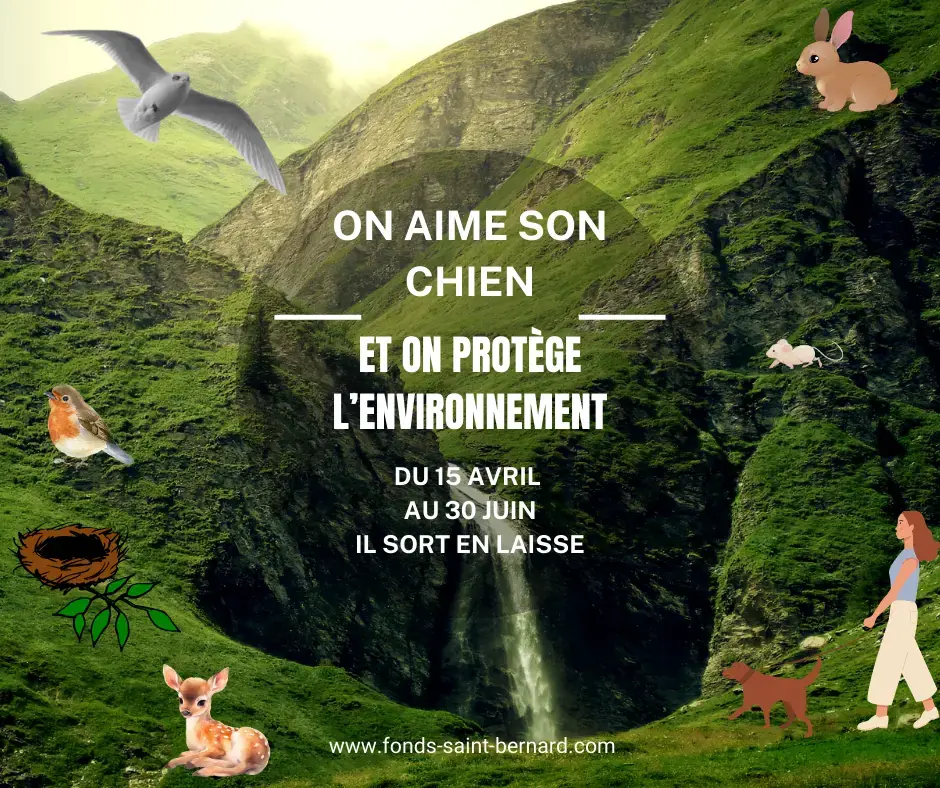 A partir du 15 Avril il faudra promener son chien en laisse : Où, pourquoi, et combien cela peut vous coûter en cas de non respect ?