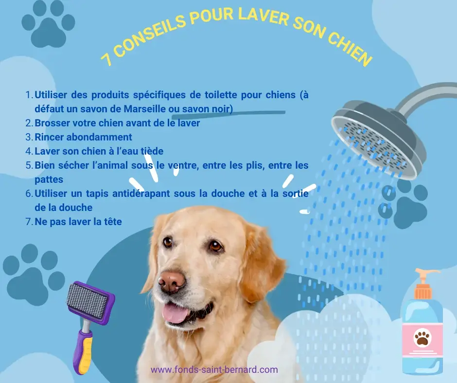 7 conseils pour bien laver son chien
