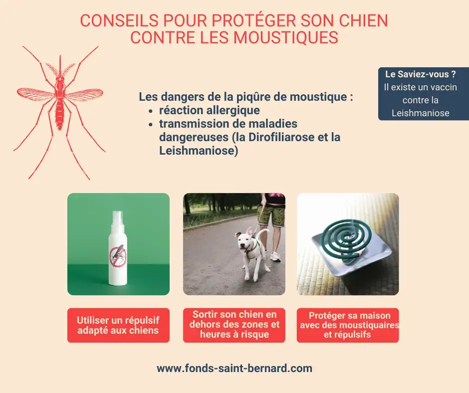 Pourquoi faut-il protéger son chien contre les piqûres de moustiques, et comment ?