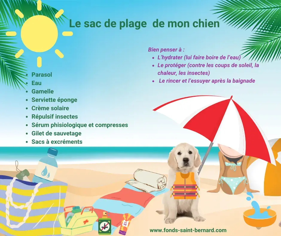 Tout prévoir avant d’emmener son chien à la plage