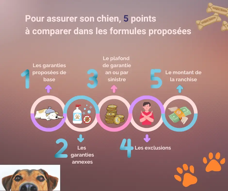 Assurer son chien c’est facile et c’est utile !