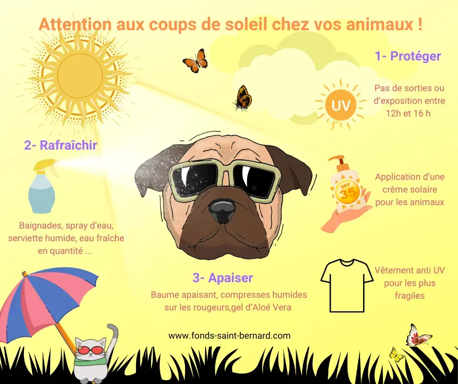 Attention aux coups de soleil pour vos animaux !