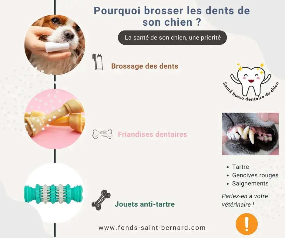  Mauvaise haleine, tartre, problèmes dentaires : pourquoi il faut brosser les dents de son chien ?
