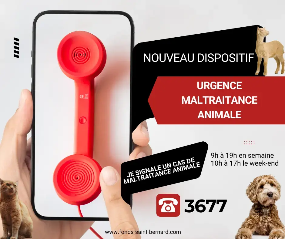 Maltraitance animale ? composez le 3677 numéro unique et gratuit