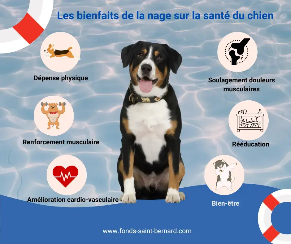 Quels sont les bienfaits de la baignade sur la santé de son chien ?