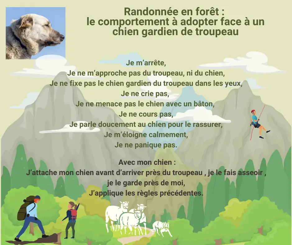 En randonnée avec son chien : adopter le bon comportement face à un chien gardien de troupeau