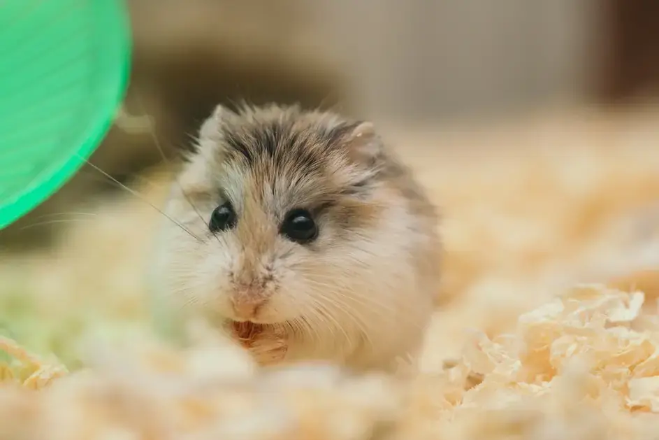 Que faut-il savoir avant d’adopter un hamster ?