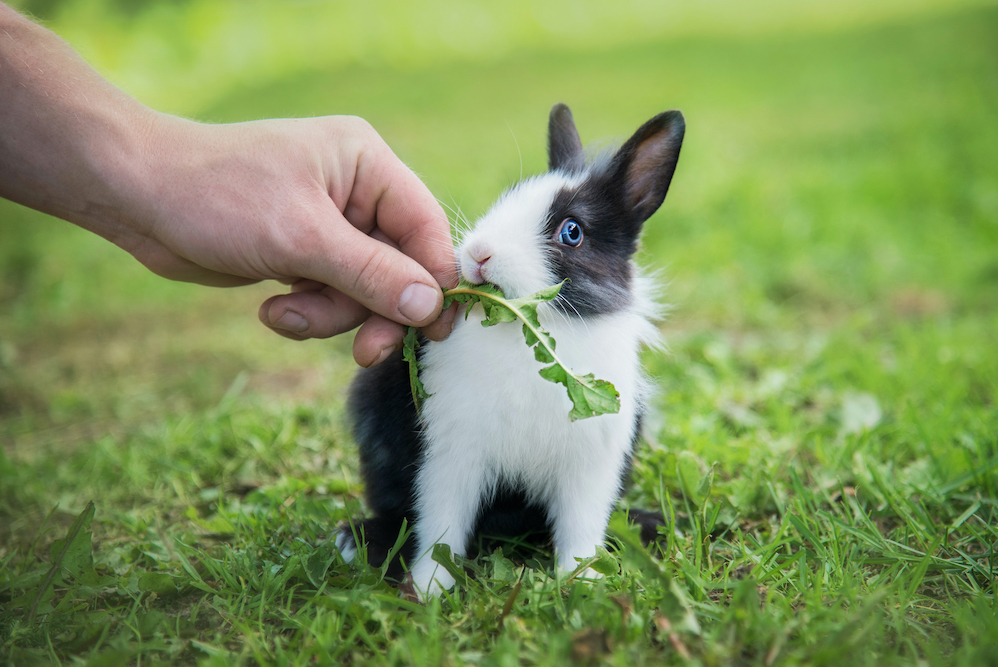 Soigner son lapin au naturel