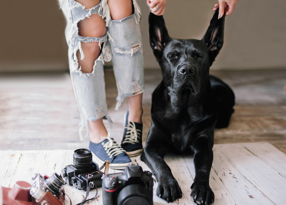 Les erreurs les plus courantes dans la photographie d’animaux de compagnie (et comment les éviter)