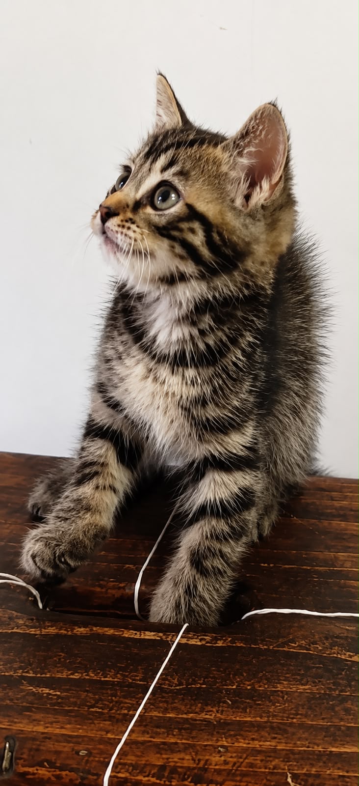 Adopter Drina