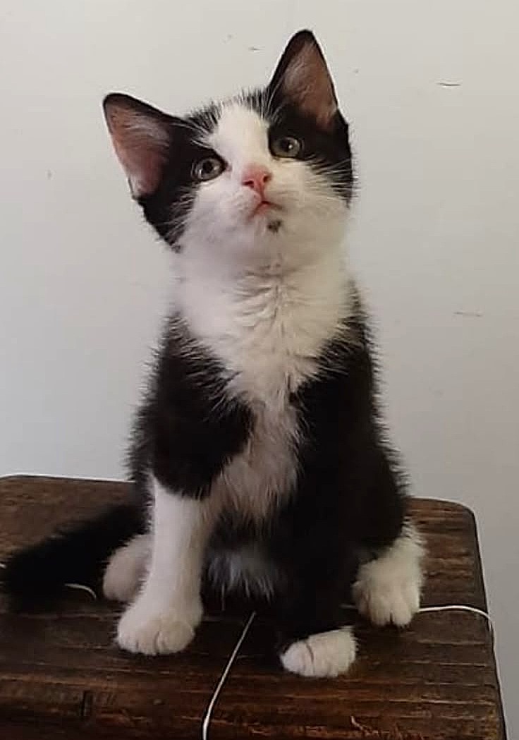 Adoption Mily