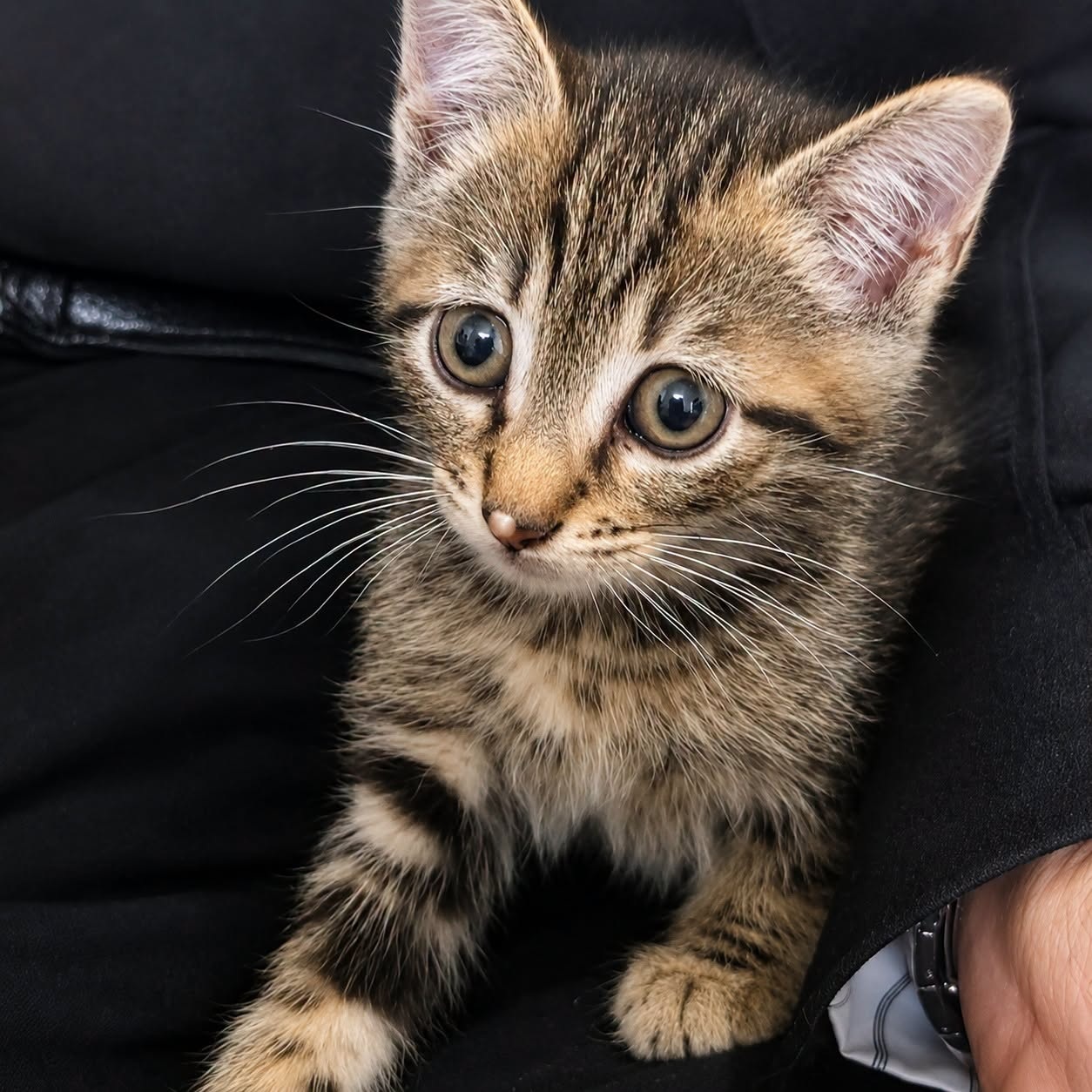 Adopter MIGNON