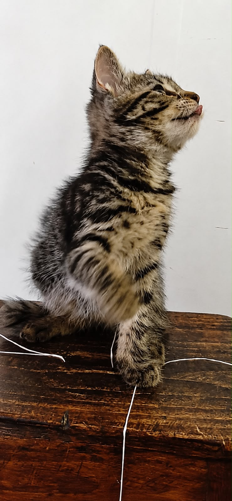 Adoption Zola