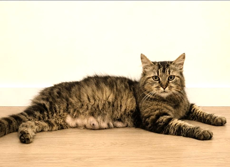 Adopter Vély