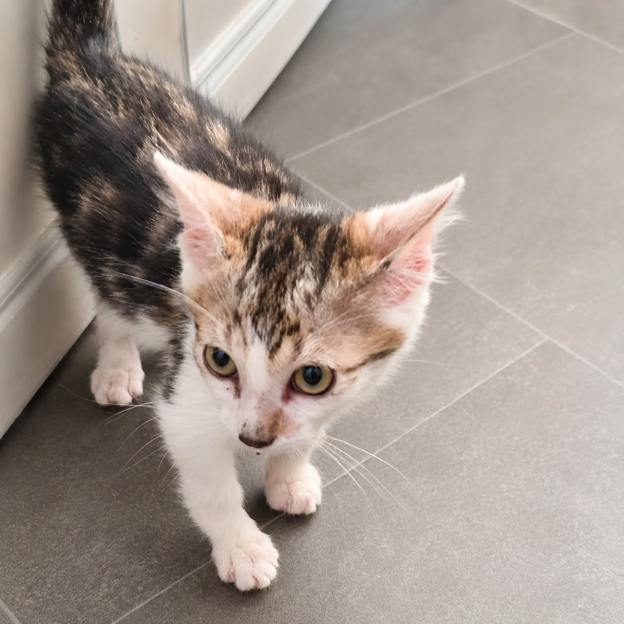 Adopter JIMBO
